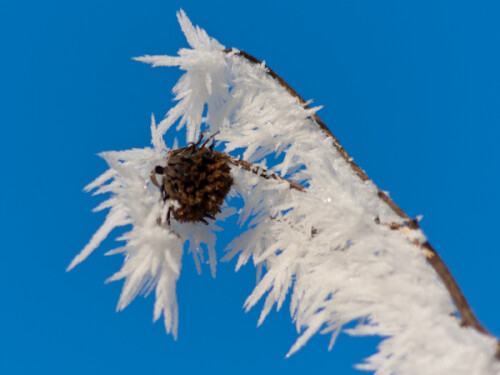 An abgestorbenen Pflanzen bilden sich sich bei Winterstürmen bizarre Kristallstrukturen.

Aufnameort: Ilkerbruch bei Wolfsburg, Niedersachsen im Winter 2009/2010
Kamera: Canon 7D mit 300mm/F4 USM