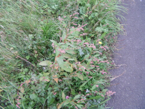 floh-knoterich-persicaria-maculosa-gray-9631.jpeg