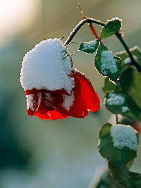 

Aufnameort: Ein Vorgarten in Wunstorf, Winter 1978/1979
Kamera: Minolta XG2 mit MD 1,7/50mm am Retroring, digitalisiertes Dia