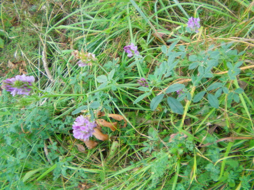 Die Luzerne(Medicago sativa(L.)) kann gelegentlich auf Äckern, Wiesen oder auch auf Weiden blühend im Sommer gesehen werden.
http://de.wikipedia.org/wiki/Saat-Luzerne

Aufnameort: Eiershausen - Simmersbach Weiden nahe der B 253
Kamera: Medion digitaler Full-HD-Camcorder mit Touchscreen