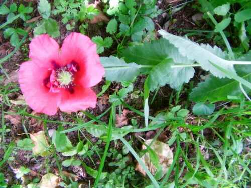 Schlafmohn - hier im Garten angepflanzt
http://de.wikipedia.org/wiki/Papaver_somniferum

Aufnameort: Eiershausen Garten
Kamera: Medion Full-HD-Camcorder mit Touchscreen