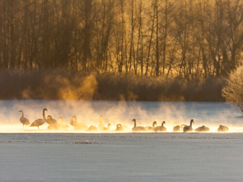 Im eisigen Winter versammeln sich Sing- und Höckerschwäne am letzten freien Wasserloch des zugefrorenen Sees.

Aufnameort: Ilkerbruch bei Wolfsburg, Niedersachsen im Winter 2009/2010
Kamera: Canon 7D mit EF 600mm/F4 USM + EF 1,4x II