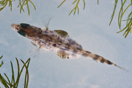 Vor allem in Fischteichen werden die Fische von Fischparasiten wie den Blut saugenden Karpfenläusen geplagt. Diese befallen auch die Kleinfische.

Aufnameort: Aquariumaufnahme, Tiere aus dem Viehmoor Leiferde, Niedersachsen
Kamera: Rollei SL66, 2,8/80 retro, digitalisiertes Dia