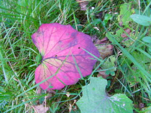 Herbstlicher Eindruck eines Blattes
http://de.wikipedia.org/wiki/Huflattich

Aufnameort: Eiershausen Waldweg am Hirschberg
Kamera: Medion digitaler Full-HD-Camcorder mit Touchscreen