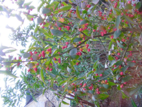 Der gewöhnliche Spindelstrauch(Euonymus europaeus(L.) ist ein Flachwurzler mit Mykorrhiza. Er kann an Waldrändern, in Hecken oder an Abhängen angetroffen werden.
http://de.wikipedia.org/wiki/Pfaffenh%C3%BCtchen

Aufnameort: Eiershausen Garten
Kamera: Medion digitaler Full-HD-Camcorder mit Touchscreen