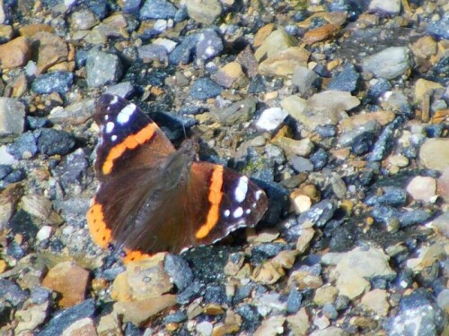 Zum "Sonnen" lässt ruht auch mancher Schmetterling im Sommer.
http://de.wikipedia.org/wiki/Admiral_(Schmetterling)

Aufnameort: Eiershausen
Kamera: Medion digitaler Full-HD-Camcorder mit Touchscreen