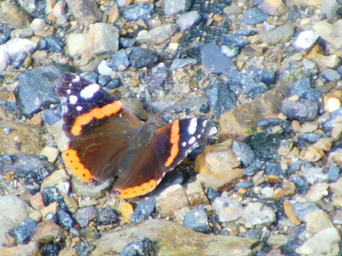 Hübscher Edelfalter im Sommer; ihre Raupen fressen an Brennessel
Urtica dioica(L.))
http://de.wikipedia.org/wiki/Admiral_(Schmetterling)

Aufnameort: Eiershausen Schotterweg Waldrand Hirschbergwald
Kamera: Medion digitaler Full-HD-Camcorder mit Touchscreen