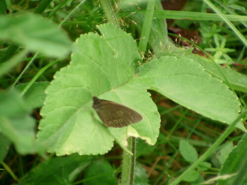 Schmetterling im Sommer häufig auch auf Waldlichtungen oder Waldwegen
http://de.wikipedia.org/wiki/Brauner_Waldvogel

Aufnameort: Eiershausen Hirschbergwald
Kamera: Medion digitaler Full-HD-Camcorder mit Touchscreen