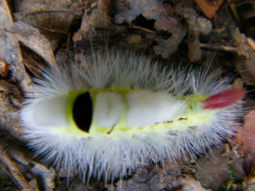 Auffällige Raupe - zudem noch von einem "Schädling"
http://de.wikipedia.org/wiki/Buchen-Streckfu%C3%9F

Aufnameort: Eiershausen Hirschbergwald
Kamera: Medion digitaler Full-HD-Camcorder mit Touchscreen