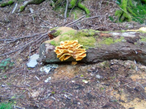 Auffälliger Pilz an Holz
http://de.wikipedia.org/wiki/Gemeiner_Schwefelporling

Aufnameort: Eiershausen "Gisse"
Kamera: Medion digitaler Full-HD-Camcorder mit Touchscreen