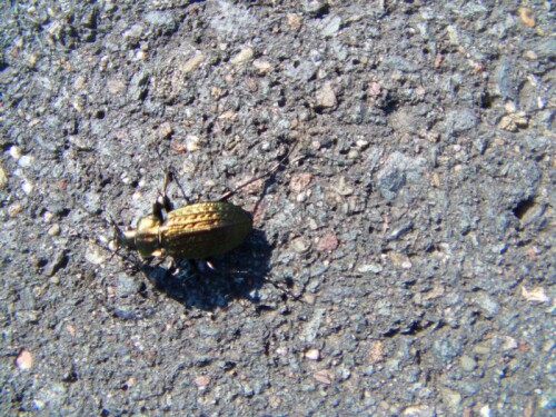 Im Sommer auch in der Nähe von Wiesen sich aufhaltender wie auffälliger Laufkäfer(Carabidae)
http://de.wikipedia.org/wiki/K%C3%B6rnerwarze

Aufnameort: Feldweg(Wiesenrand) Eiershausen-Simmersbach
Kamera: Medion digitaler Full-HD-Camcorder mit Touchscreen