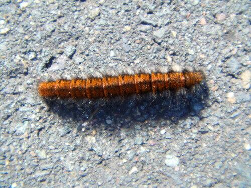 Eine auffällige Raupe, die gelegentlich auch an Wiesen- wie Waldrändern angetroffen werden kann.
http://de.wikipedia.org/wiki/Brombeerspinner

Aufnameort: Eiershausen - Simmersbach Feldweg
Kamera: Medion digitaler Full-HD-Camcorder mit Touchscreen