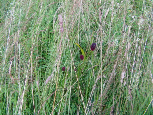 Gelegentlich in Wiesen blühend und wachsend.
http://de.wikipedia.org/wiki/Gro%C3%9Fer_Wiesenknopf

Aufnameort: Eiershausen auf einer Wiese
Kamera: Medion Full-HD-Camcorder mit Touchscreen