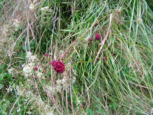 Auffällige Wiesenblume
http://de.wikipedia.org/wiki/Gro%C3%9Fer_Wiesenknopf

Aufnameort: Eiershausen Wiesen bzw. Weiden
Kamera: Medion digitaler Full-HD-Camcorder mit Touchscreen