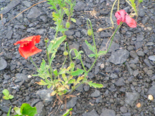 klatschmohn-papaver-rhoeas-l-8750.jpeg