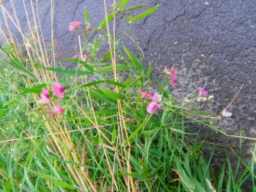 knollen-platterbse-lathyrus-tuberosus-l-8752.jpeg