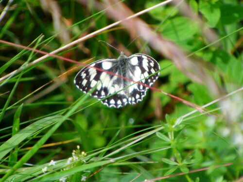 schachbrett-melanargia-galathea-l-1758-8754.jpeg