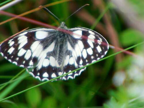 Ein Schmetterling, der häufiger im Süden Deutschlands vorkommt.
http://de.wikipedia.org/wiki/Schachbrett_(Schmetterling)

Aufnameort: Eiershausen Wiesen bzw. Weiden
Kamera: Medion digitaler Full-HD-Camcorder mit Touchscreen