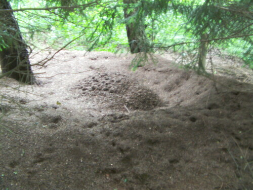 Im Wald - besonders in der Nähe von Nadelwald - lassen sich bei einem Spaziergang die oberirdischen Bauten von Ameisenvölker erkennen. Hier ein Haufen, bei dem auch wegen seines Alters, eine Art Ringwallstruktur entstanden ist.
http://de.wikipedia.org/wiki/Formicidae


Aufnameort: Roth und Umgebung
Kamera: Medion Full-HD-Camcorder mit Touchscreen