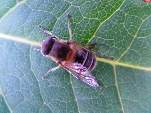 Eine der häufigeren Schwebfliegen im Sommer an Blumen
https://de.wikipedia.org/wiki/Mistbiene

Aufnameort: Eiershausen Garten
Kamera: Medion digitaler Full-HD-Camcorder mit Touchscreen