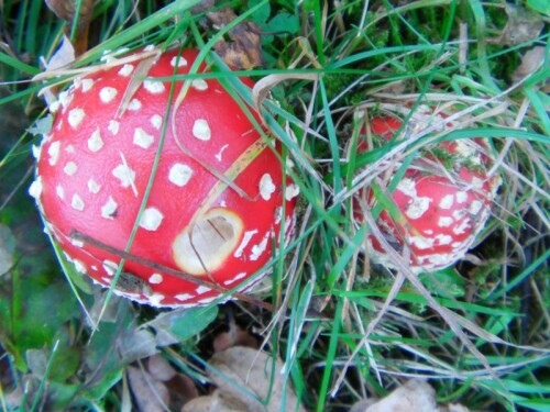 fliegenpilz-amanita-muscaria-lamarck-1783-8921.jpeg