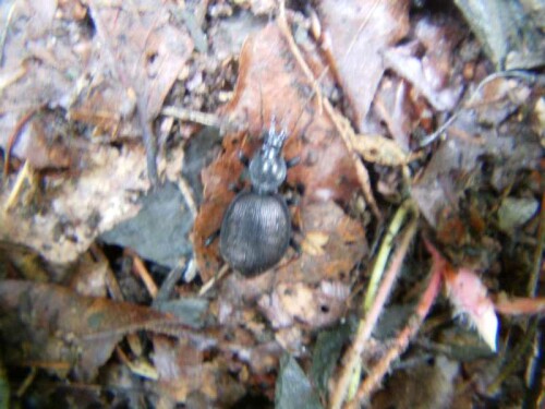 Großer Laufkäfer, dessen Flügeldecken eine unregelmäßige Punktierung aufweisen sollten.
http://de.wikipedia.org/wiki/Carabus_irregularis

Aufnameort: Eiershausen Wald am Hirschberg
Kamera: Medion digitaler Full-HD-Camcorder mit Touchscreen