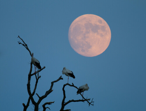 2012 campierten viele unverpaarte Weißstörche nachts regelmäßig auf einem abgestorbenen Baum. Der Vollmond gehört wirklich dazu und ist keine Fotomontage; zur Verwendung kam aber das Fokus - stacking, also das Zusammenfügen zweier Aufnahmen des gleichen Motivs mit unterschiedlichen Schärfenebenen.

Aufnameort: Ortsrand von Weyhausen bei Wolfsburg
Kamera: Canon 7D mit EF 4/600 L