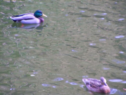 Erpel wie Weibchen auf dem Stadtweiher
http://de.wikipedia.org/wiki/Stockente

Aufnameort: St. Ingbert(Saarland)
Kamera: Medion digitaler Full-HD-Camcorder mit Touchscreen