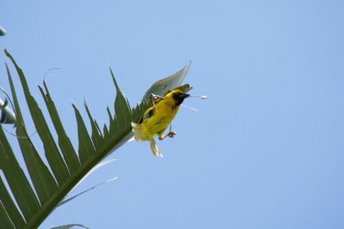 weaver-building-new-nest-i-7525.jpeg