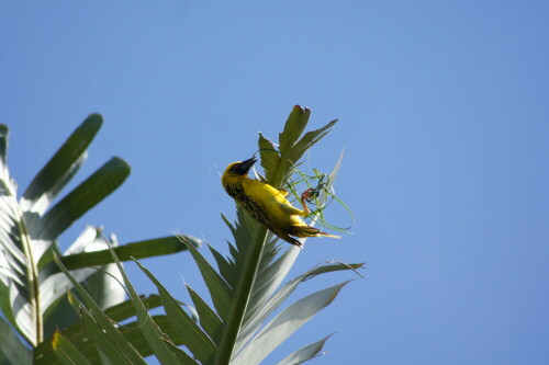 weaver-building-new-nest-ii-7524.jpeg