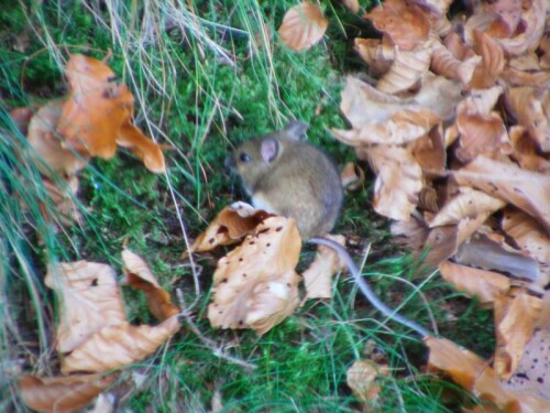 In Jahren hoher Mauspopulationen kann diese eher gelegentlich so angetroffen werden.
http://de.wikipedia.org/wiki/Waldmaus


Aufnameort: Eiershausen 2. Hirschbergweg
Kamera: Medion digitaler Full-HD-Camcorder mit Touchscreen