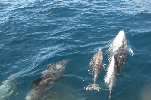 dolphins-wild-and-free-13779.jpeg
