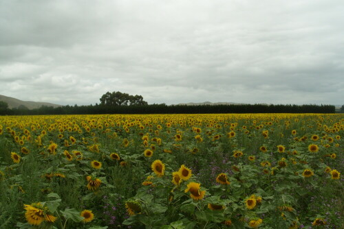sonnenblumenfeld-10371.jpeg