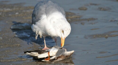 Silbermöwe mit Resten eines Steinwälzers

Aufnameort: Norderney
Kamera: Nikon D3000