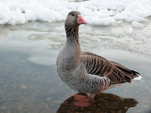 graugans-wintergast-an-der-elbe-in-dresden-6835.jpeg