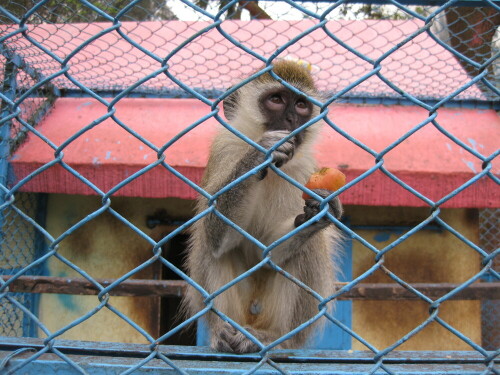 Zoologische Gärten in China entsprechen nicht unbedingt modernen Vorstellungen des Tierschutzes

Aufnameort: Haikou, China, 2012
