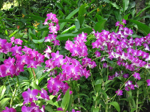 Die Orchidee Vanda Miss Joaquim ist die Nationalblume Singapurs.

Aufnameort: Singapur, 2012
