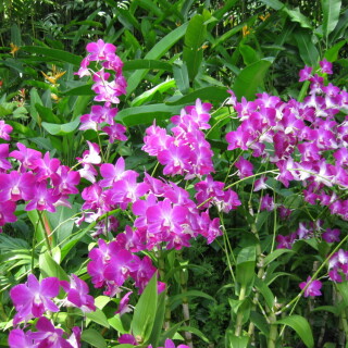 vanda-miss-joaquim-7990