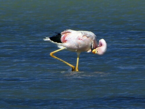 Flamingo in einer Salz-Lagune auf dem Altiplano Ã¶stlich von CopiapÃ³

Aufnameort: Laguna Rosa, Salar Maricunga, Region Atacama, Chile
Kamera: Lumix DMC FZ150