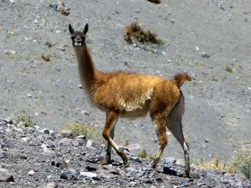 Tier in einer Guanaco-Herde in freier Wildbahn

Aufnameort: Quebrada Paipote, Region Atacama, Chile
Kamera: Lumix DMC FZ150