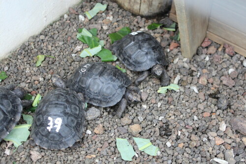 Um das Überleben der Riesenschildkröten zu sichern, werden alle Gelege, die man findet, künstlich erbrütet und die Schildkröten bleiben bis zu ihrem 5. Lebensjahr in menschlicher Obhut. Die Schildkröten auf dem Bild sind ca. ein Jahr alt und handtellergroß.

Aufnameort: San Cristobal, Galapagos, Ecuador 22.02.2012
Kamera: Canon EOS 600D 1/60; 5,0; 39,0mm; ISO 320