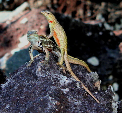 Lavaechsen-Paar auf San Cristobal, 21.1.2012; bei diesen Eidechsen ist das Weibchen bunter, während das Männchen mehr tarnfarbig ist. Die Zeichnung der Echsen ist von Insel zu Insel verschieden.

Aufnameort: San Cristobal, Galapagos, Ecuador
Kamera: Canon EOS 600D, 1/200; 5,6; 55,0mm; Iso 400