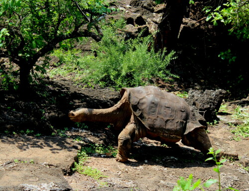 Angeblich der letzte seiner Art; Zuchtversuche mit genetisch nahe stehenden Weibchen schlugen fehl. Ein Jahr nach dieser Aufnahme starb diese Schildkröte; kurz darauf wurde bekannt, dass in einem Krater auf Isabela noch ca. 20 genetisch weitgehend identische Schildkröten gefunden wurden. Ob man da ein wenig Tourismuspolitik betrieben hat? Wäre doch einmal eine interessante Recherche für natur...

Aufnameort: Darwin station, Sta. Cruz, Galapagos, Ecuador, 24.02.2012
Kamera: Canon EOS 600D, 1/160; 5,6; 55,0mm; ISO 100