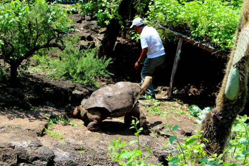 Lonsome George wird auf 90 - 100 Jahre geschätzt, sein Pfleger ist ca. 70 Jahre alt und betreut ihn seit über 30 Jahren.

Aufnameort: Darwin station, Sta. Cruz, Galapagos, Ecuador, 24.02.2012
Kamera: Canon EOS 600D, 1/200; 5,6; 55,0mm; ISO 100