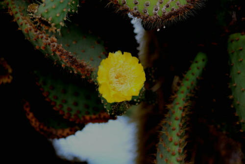 

Aufnameort: Sta. Cruz, Galapagos, Ecuador, 24.02.2012
Kamera: Canon EOS 600D, 1/125; 4,5; 90,0mm; ISO 160