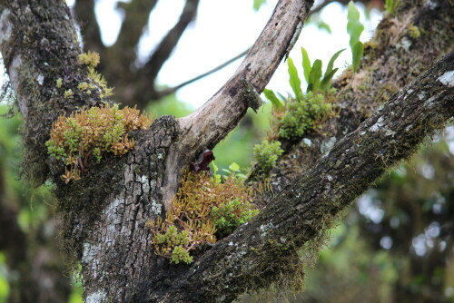 Die Stämme der Scalesia, der Charakterpflanze der feuchten Bergregionen (Verwandte unserer Sonnenblumen) sind mit Flechten, Epiphyten und Moosen bewachsen.

Aufnameort: Sta. Cruz, Galapagos, Ecuador, 25.02.2012
Kamera: Canon EOS 600D, 1/250; 5,6; 135,0mm; ISO 320