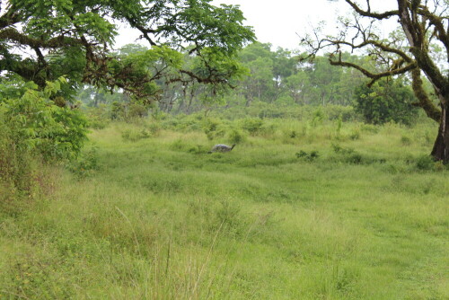 galapagos-riesenschildkrote-auf-sta-cruz-9302.jpeg