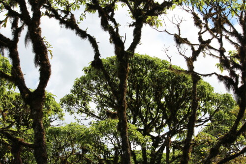 Die Stämme der Scalesien sind dicht mit Flechten, Moosen und Epiphyten bewachsen. Es existieren nur noch wenige ursprüngliche Scalesiawäder auf Galapagos, sie werden durch eingeschleppte Guaven, Zitrusbäume, Mandelbäume und andere verdrängt.

Aufnameort: Sta. Cruz, Galapagos, Ecuador, 25.02.2012
Kamera: Canon EOS 600D, 1/250; 10,0; 55,0mm; ISO 100