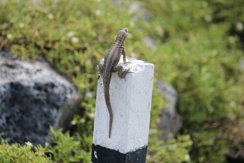 Bisher wußte ich nicht, dass Eidechsen ihren Schwanz auch zum Abstützen benutzen.

Aufnameort: Plaza Sur, Sta. Cruz, Galapagos, Ecuador, 26.02.2012
Kamera: Canon EOS 600D 1/320; 6,3; 187,0mm; ISO 100