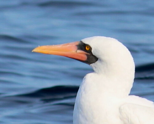 Das Gesicht des Nazca-Tölpels

Aufnameort: Sta. Cruz, Galapagos, Ecuador, 26.12.2012
Kamera: Canon EOS 600D 1/320; 6,3; 250,0mm; ISO 100